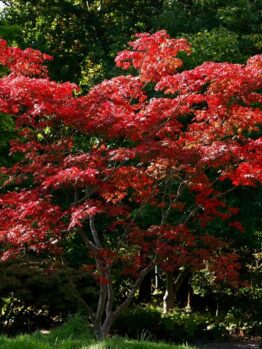 acer palmatum shindeshojo japanese maple tree growing upright with bright red purple leaves