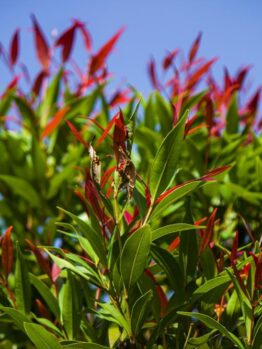 acmena smithii minor dwarf lilly pilly hedge Cherry Black. Bright green glossy leaves with cherry red to black new foliage