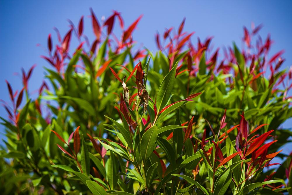 acmena smithii minor dwarf lilly pilly hedge Cherry Black. Bright green glossy leaves with cherry red to black new foliage