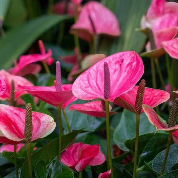 anthurium arisia pink heart shaped flowers with green stems with tropical feel.