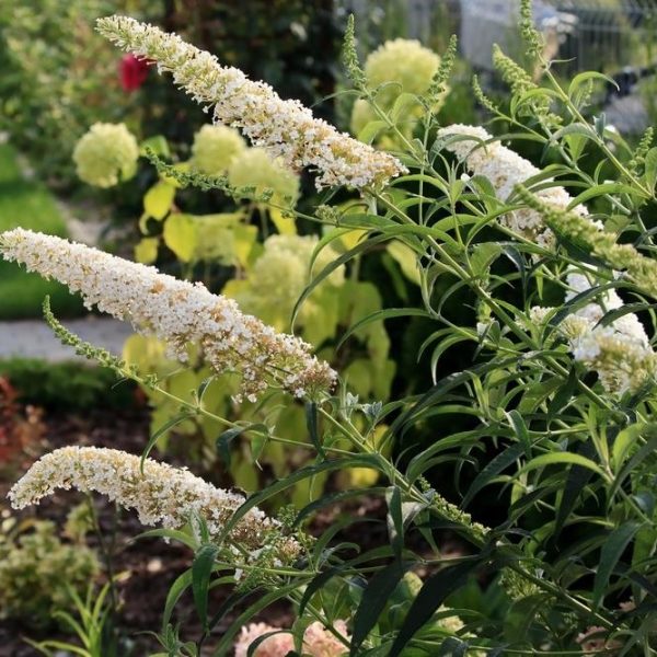 Buddleia asiatica Spring surprise buddleia white long flowers growing in a cottage style garden