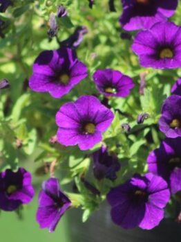Calibrachoa hybrid Aloha® Nani Blue, masses of purple mini petunia flowers with yellow centres growing in a cottage style garden