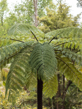 A large fern tree in the middle of a wooded forest area in Australia Cyathea cooperii coin spotted tree fern