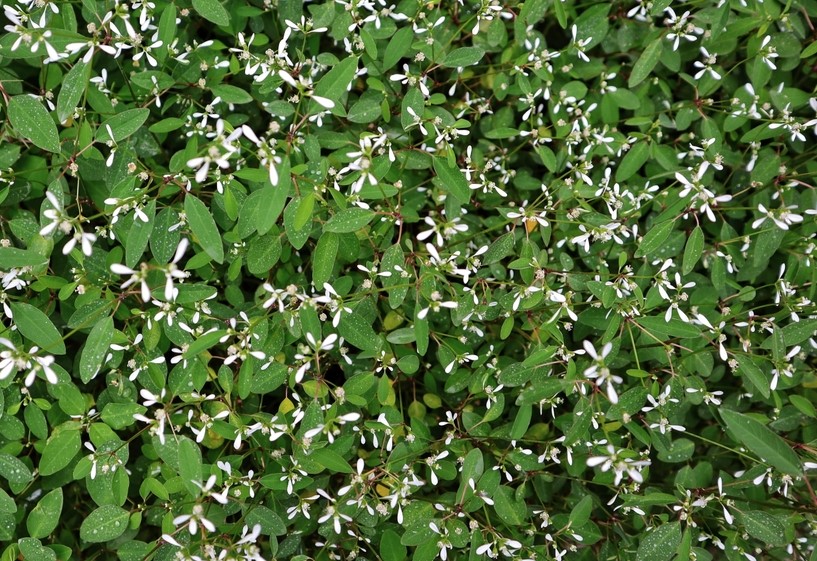 Euphorbia hypericifolia dIAMOND dAZZLER SMALL WHITE FLOWERS WITH GREEN FOLIAGE GROWING IN A GARDEN