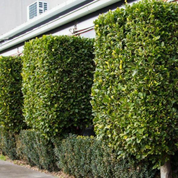 Ficus-2-header