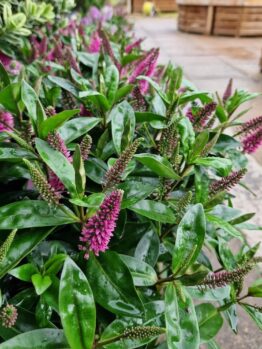 hebe hybrid sunset boulevard flowering border plant. Dark green glossy leaves foliage with purple furry flowers