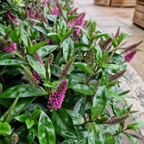 hebe hybrid sunset boulevard flowering border plant. Dark green glossy leaves foliage with purple furry flowers