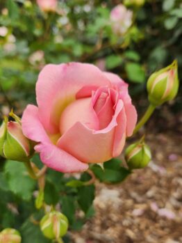 David Austin Jubilee Celebration Old English shrub rose pink blooms with golden yellow undertonnes growing