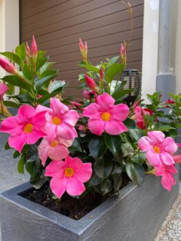 Mandevilla 'Aloha Pink Perfection' tropical star shaped flowering shrub producing bright hot pink flowers with yellow centres