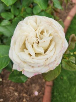 ROSA HYBRID TEA SNOW WHITE ROSE ICE GIRL