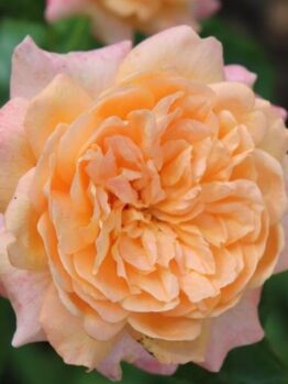 rosa floribunda Caramella rose fairytale roses apricot buff roses