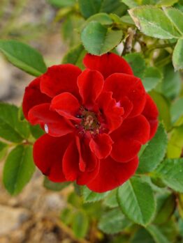 Rosa Carpet rose Red Groundcover rose flower with green leaves growing in a garden bed