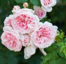 rosa hybrid tea Cinderella Pink climbing roses growing on a bush