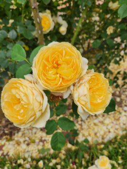 rosa teasing georgia english shrub rose yellow buff blooms
