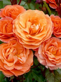 rosa floribunda casanova roses burnt orange colour