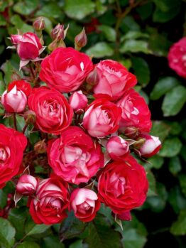 Masses of rosa floribunda cherry red blooms with silver and white unterones. Rose Cherry Red growingi n a garden