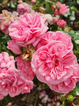 masses of fluffy pink roses Home and Garden Rose flowers rosa floribunda