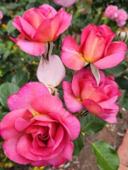 Rose floribunda 'So In Love' Bush Rose flowering bright pink blooms in the garden