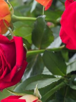 Rosa hybrid tea Grand Amore red roses in bloom