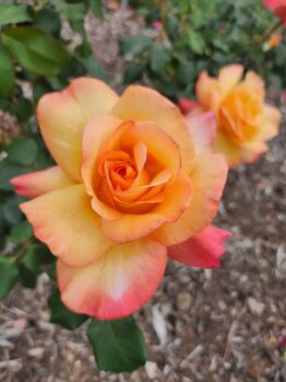 Rosa hybrid tea summer of love beautiful classical rose multicoloured of orange, apricot and pink blooming