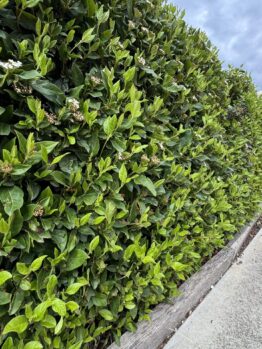 A neatly trimmed Viburnum 'Tinus' 16" Pot hedge borders a concrete pavement next to a red path, set against a cloudy sky—perfect for stylish edging or container planting.