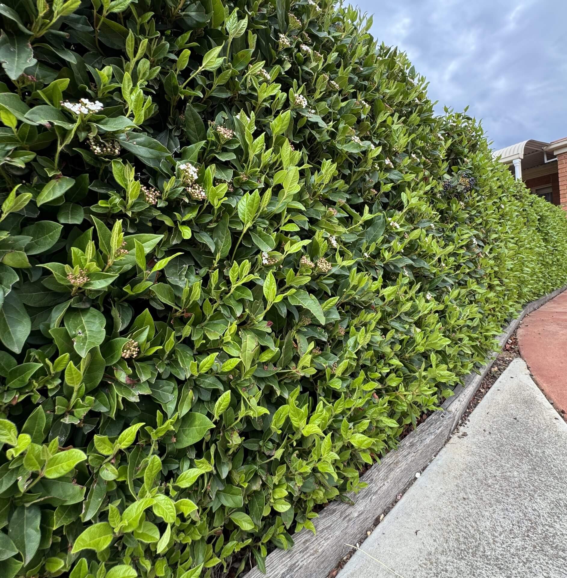A neatly trimmed Viburnum 'Tinus' 16" Pot hedge borders a concrete pavement next to a red path, set against a cloudy sky—perfect for stylish edging or container planting.