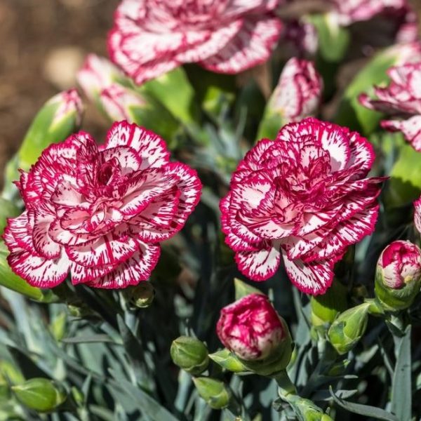 Red and white Dianthus chantilly Carnation are growing in a garden.