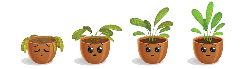 watering dry plant