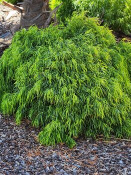 Acacia cognata Fettuccini bush australian native river wattle bright green compact growing in garden with tan bark