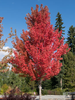 Acer 'Frank Jr Redpointe' Maple 16" Pot with red leaves.