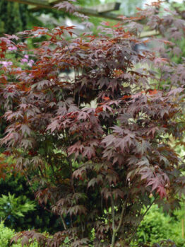 Acer 'Beni Kagami' Japanese Maple 20" Pot with red leaves, in a garden.