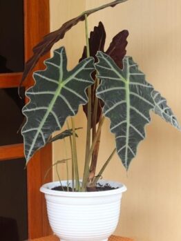 A plant with large leaves in a white pot, specifically an Alocasia 'Burgundy' Elephant Ears 7" Pot.