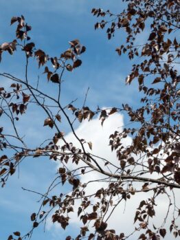 The Betula 'Purple Leaf Birch' 13" Pot tree's purple leaves against a blue sky.