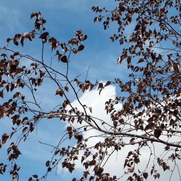 The Betula 'Purple Leaf Birch' 13" Pot tree's purple leaves against a blue sky.