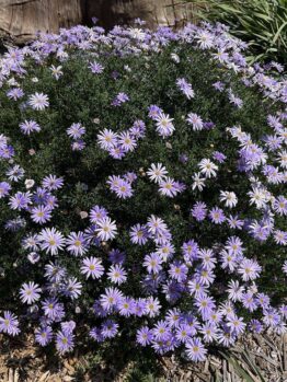 A dense cluster of purple and white daisies in a garden setting, surrounded by mulch, some green foliage, and a vibrant Calathea 'Network' Prayer Plant in a 5" pot thriving nearby.