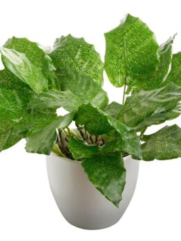 calathea musaica network prayer plant in a white pot decorative indoor plant feature lime green leaves