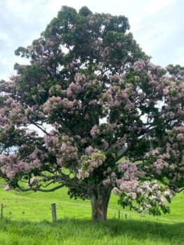 A tree with purple flowers in the middle of a green field. CALODENDRUM CAPENSE CAPE CHESTNUT TREE