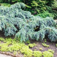 Cedrus deodara Feelin Blue. Blue weeping cedar advanced. Blue Conifer growing in forest garden