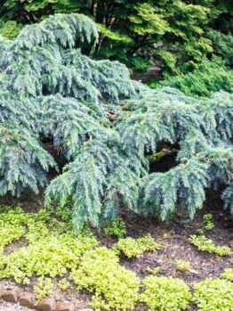Cedrus deodara Feelin Blue. Blue weeping cedar advanced. Blue Conifer growing in forest garden