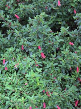 Correa reflexa pulchella 'Dusky Bells' Native Fuchsia on a green native australian shrub with pink trumpet shaped small flowers