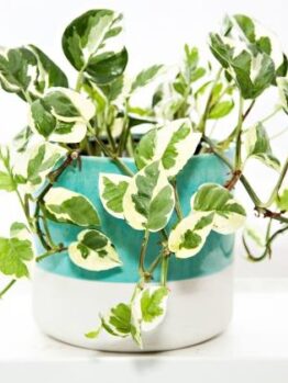 Epipremnum aureum Snow Queen Devils Ivy Variegated Pothos in a decorative pot climbing