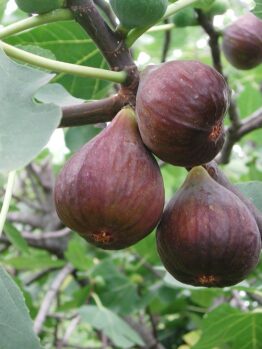ficus carica red condaria fig tree