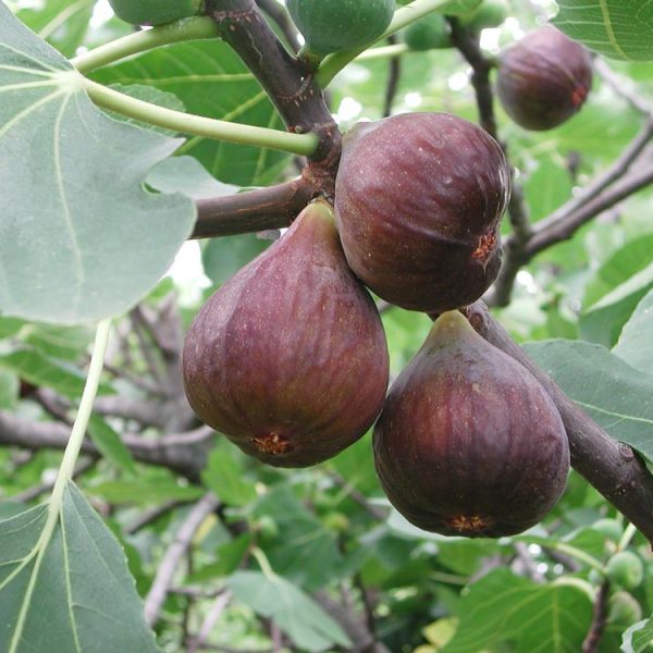 ficus carica red condaria fig tree