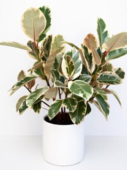 Ficus elastica Tineke Rubber Plant in decorative white plant as a feature indoors. Variegated foliage of green, cream and pale pink