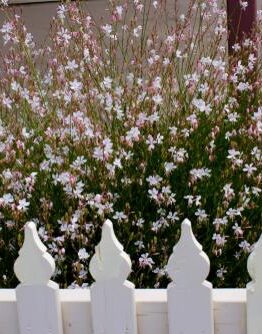 Gaura 'Variegated Pink' butterfly bush with white fence flowering
