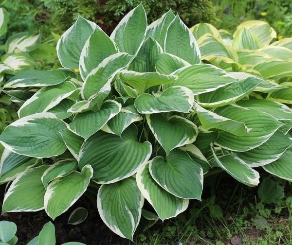 hosta hybrid Dew Drop beautiful foliage shade plant with heart shaped emerald green - blue coloured leaves with crea variegated edges and pink flowers