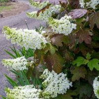 A bush with white Hydrangea quercifolia 'Prinsnow' flowers.