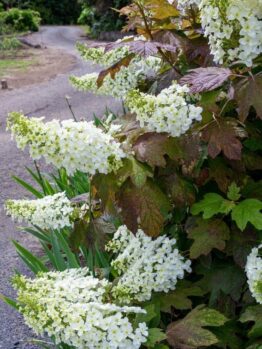A bush with white Hydrangea quercifolia 'Prinsnow' flowers.