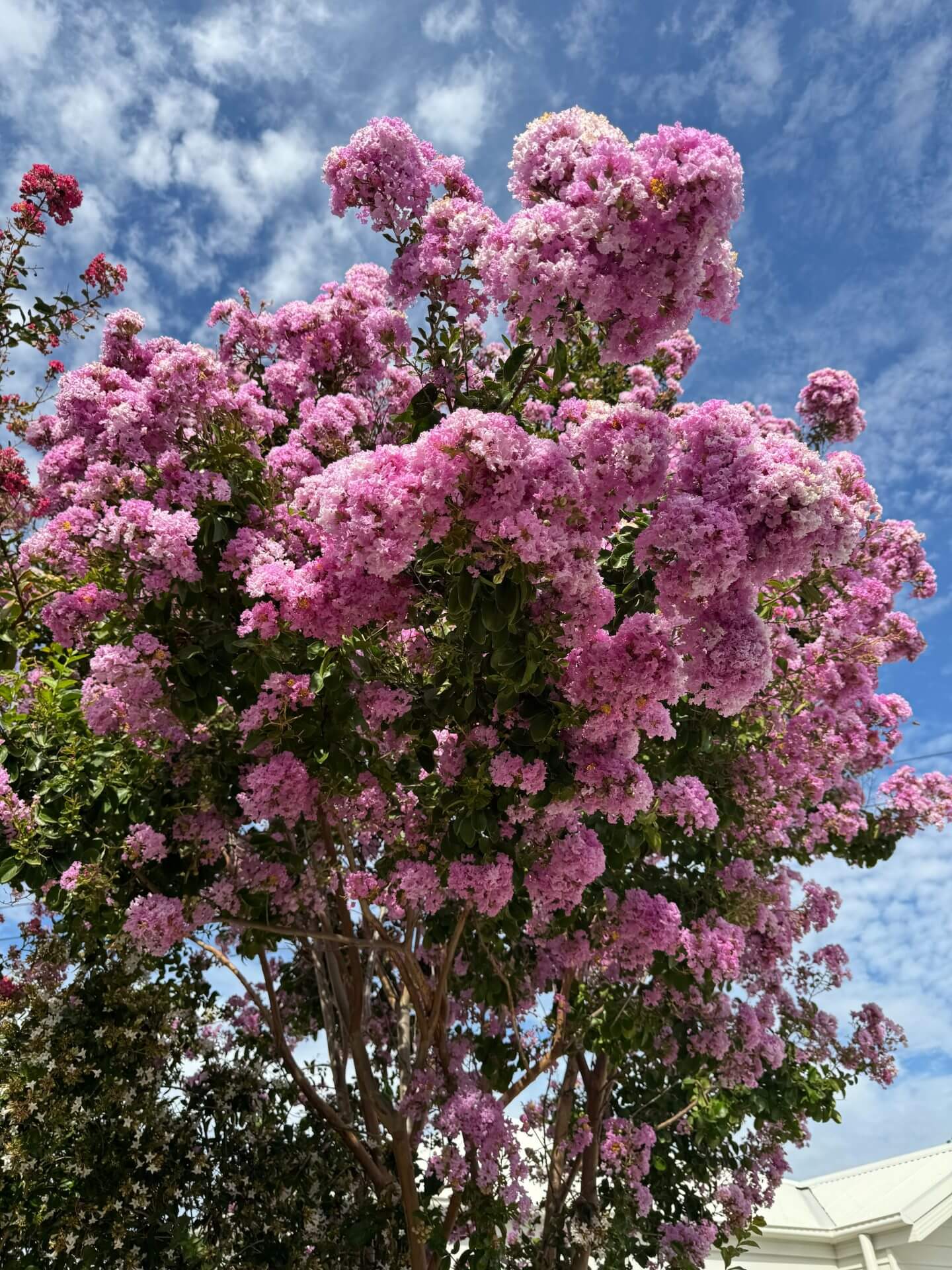 A Lagerstroemia 'Hopi' Crepe Myrtle 8" Pot (Bush Form) is shown from below, its bright pink blooms standing out against a blue sky with scattered clouds.