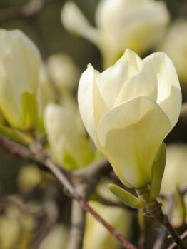 A Magnolia 'Yellow Lantern' 10" Pot flower is blooming on a tree.